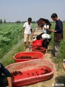 养殖小龙虾大概要准备多少资金?能不能挣钱?