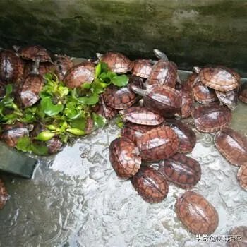 有没有什么便宜的乌龟适合在鱼缸里养的？不用晒台什么的？