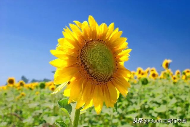 江苏2020，平常都有本一的我，高考差本一线三分，我该怎么办？