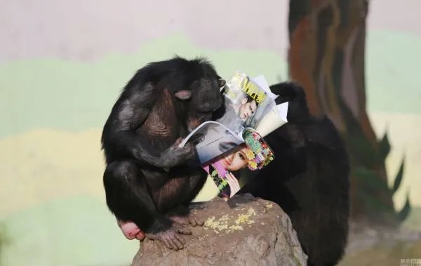 游客不文明行为被黑猩猩学去了，如何做一名文明游客？