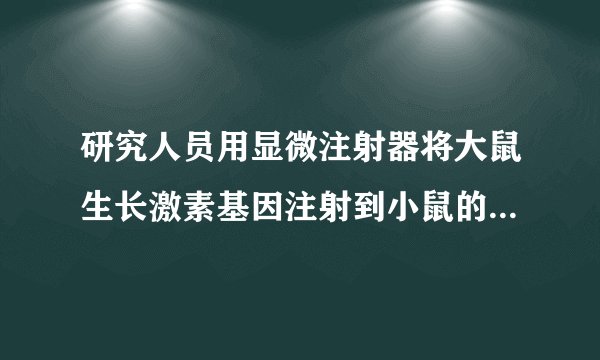 研究人员用显微注射器将大鼠生长激素基因注射到小鼠的受精卵中，再将受精卵注入母鼠的输卵管，培育出转基