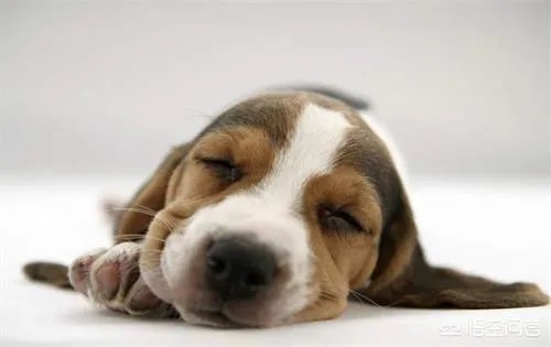 狗狗有耳螨怎么处理？给狗狗滴耳朵很反抗？