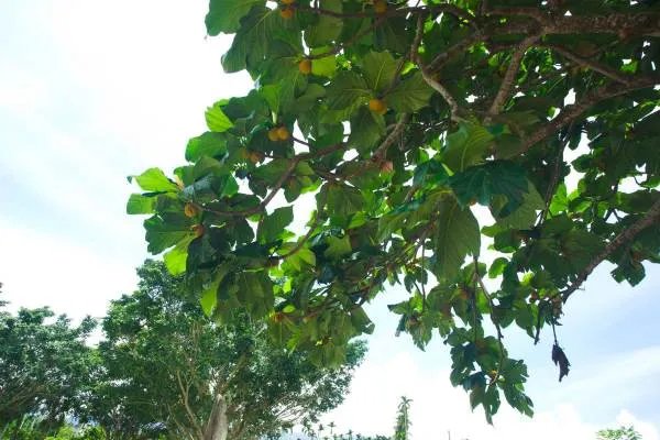 有趣植物的资料