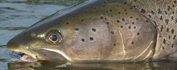 世界十大凶猛淡水鱼有什么？它们分别有什么特点？