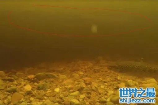尼斯湖水怪可能是巨型鳗鱼?尼斯湖水怪之谜将真相大白 