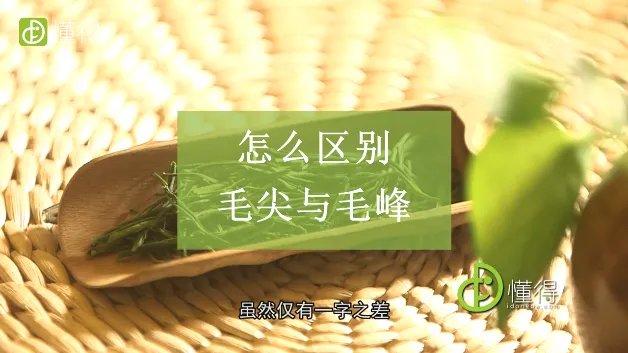 毛峰和毛尖的区别