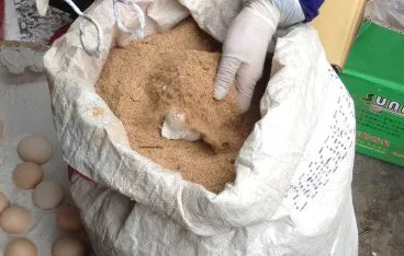 怎样做松花蛋？