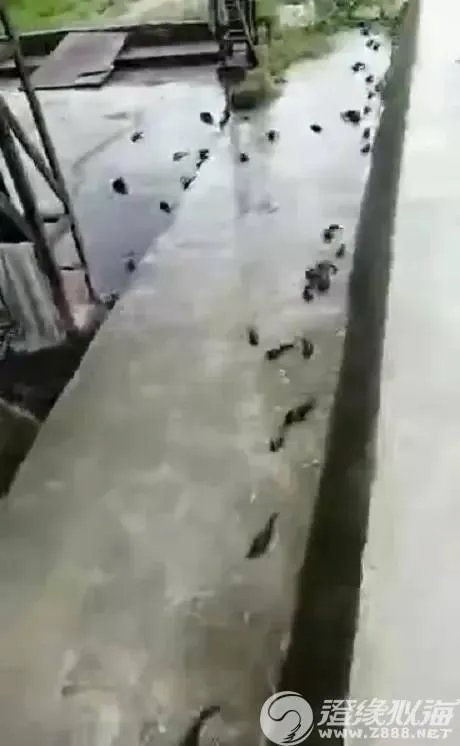 鱼跳上岸是什么征兆