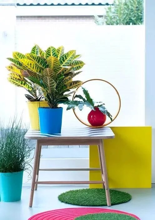 用室内植物搭配家居环境，让“清凉绿意”暴走！