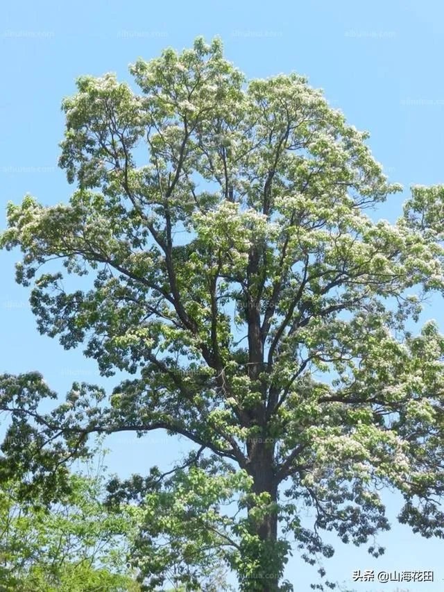 楸树开紫花是什么品种？