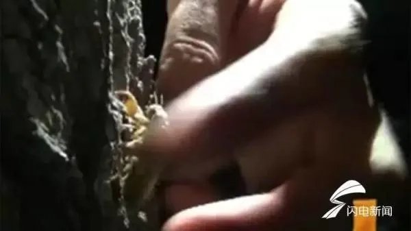 大家说说你们那里知了猴都收什么价格？多少钱一只？