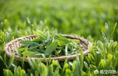 怎么从白莲花的外表看出绿茶婊的心?