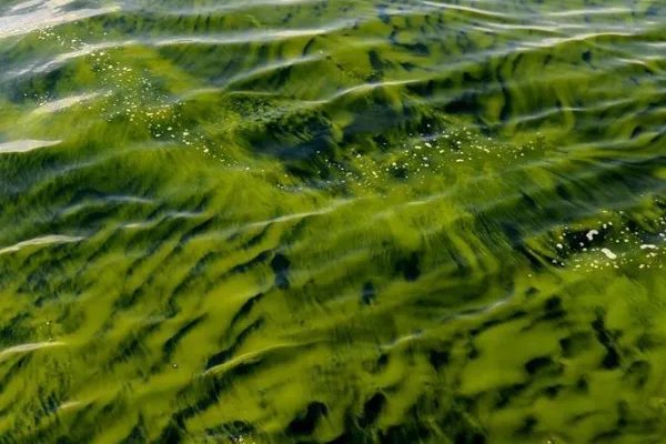 假期去海边不要食用海虹，你喜欢吃这种食物吗？