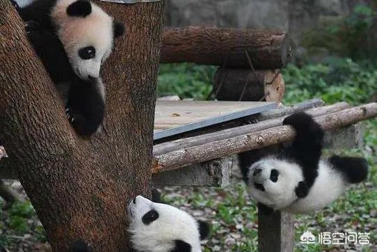 重庆适合亲子游的地方