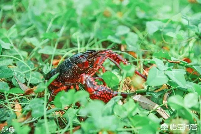 养殖小龙虾大概要准备多少资金？能不能挣钱？