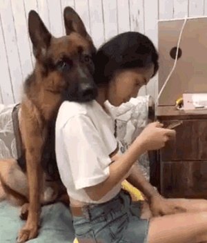 狗狗可以有多粘人？