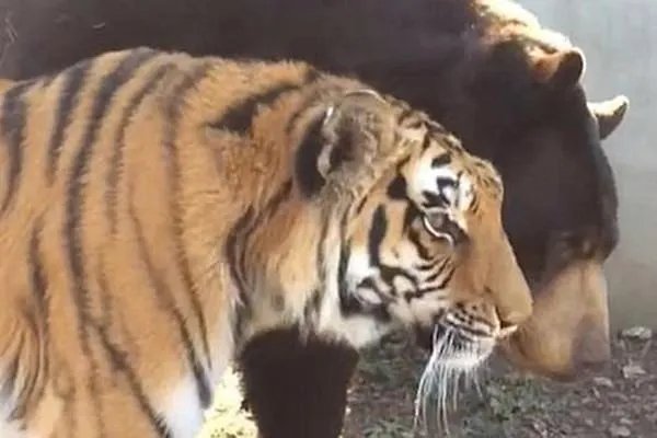 小兴安岭找到东北虎吃熊的证据，黑熊体型巨大为何打不过老虎？