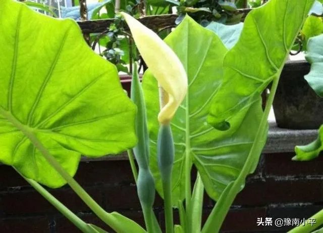 滴水观音的繁殖方法？