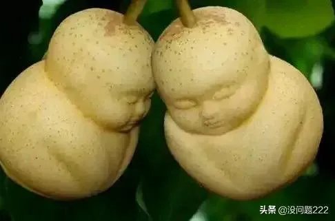 西游记人参果主人是谁?