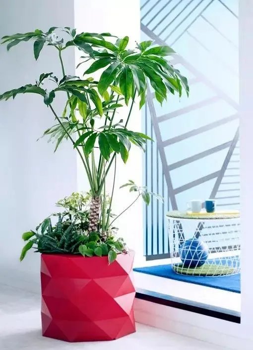 用室内植物搭配家居环境，让“清凉绿意”暴走！