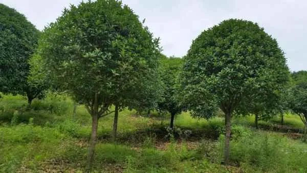 成都道路桂花树被砍罚款50万元，这处理结果合理吗？