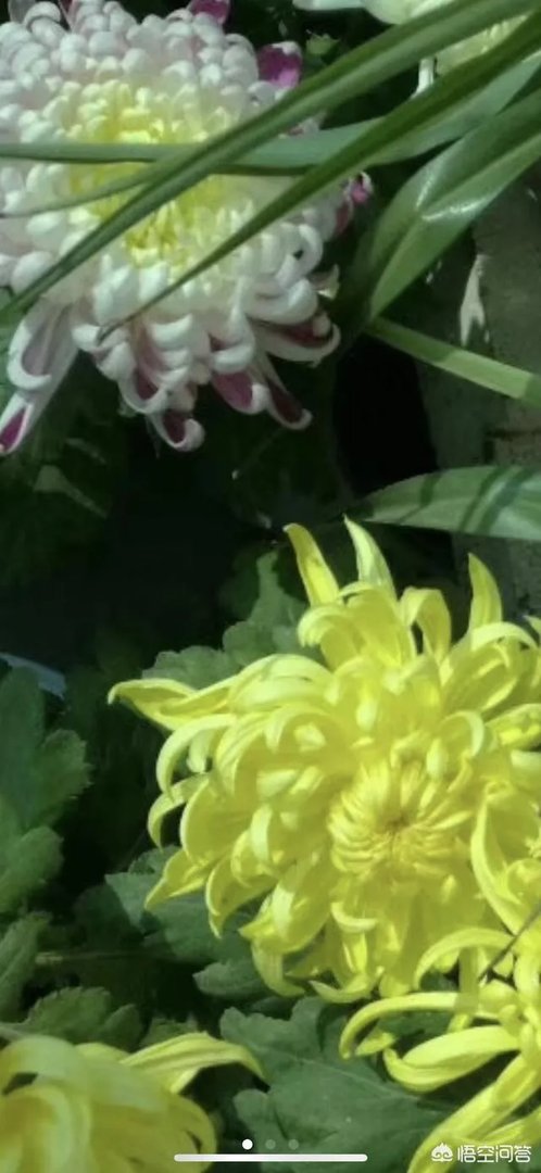 八十多岁的老太太病危，亲人要抢救，但老人叫孩子不要抢救了，你怎么看？