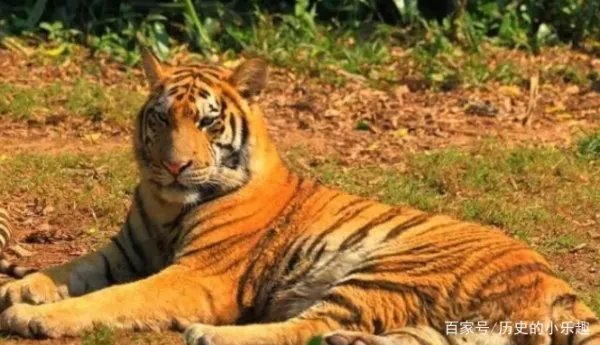 老话常说不要为虎作伥，“伥”到底指的是什么鬼呢？