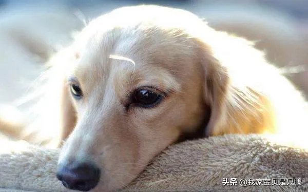 狗狗可以有多粘人？