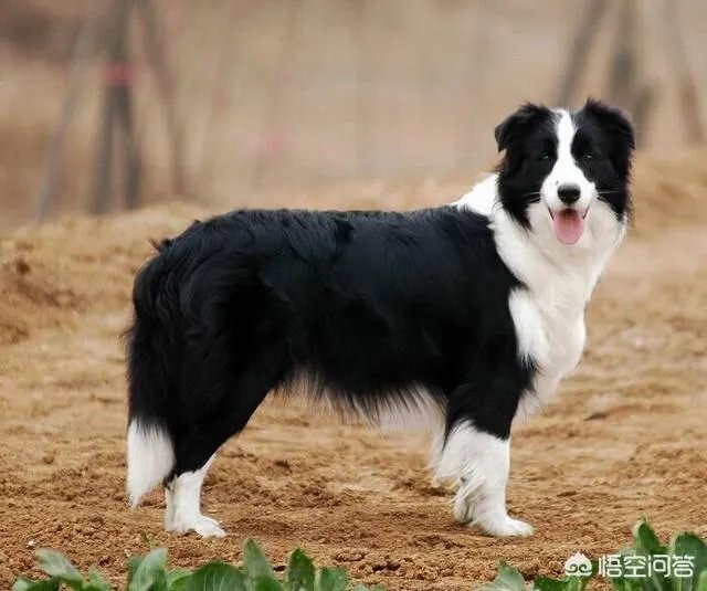 狗狗有耳螨怎么处理？给狗狗滴耳朵很反抗？