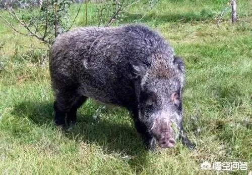 如何看待陕西安康野猪咬死一人伤一人，被击毙这件事？