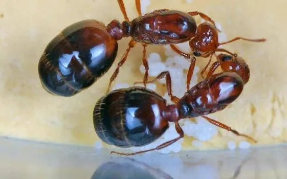 红火蚁已扩散至我国12个省份 红火蚁都有哪些危害