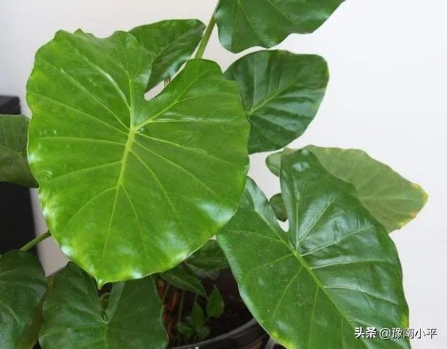 滴水观音的繁殖方法？