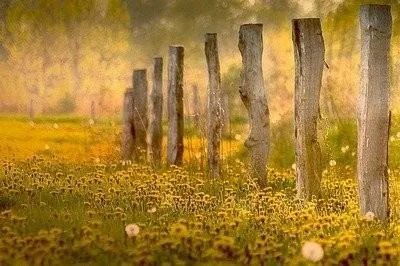 篱的组词和拼音和部首