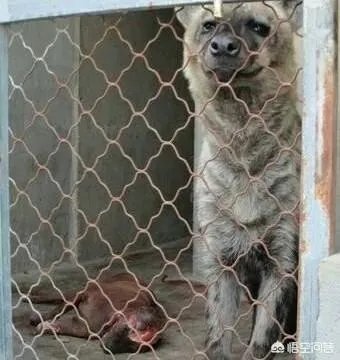 一对一的情况下，藏獒与鬣狗单挑，被称为“非洲二哥”的鬣狗有胜算吗？