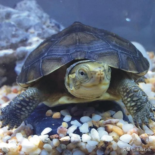 有没有什么便宜的乌龟适合在鱼缸里养的？不用晒台什么的？