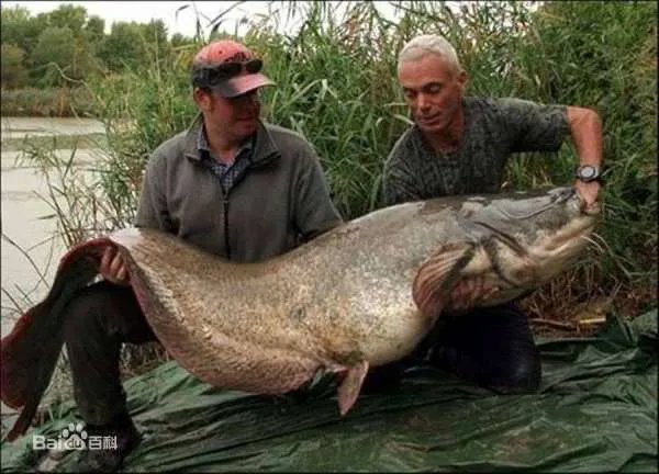 世界十大凶猛淡水鱼有什么？它们分别有什么特点？