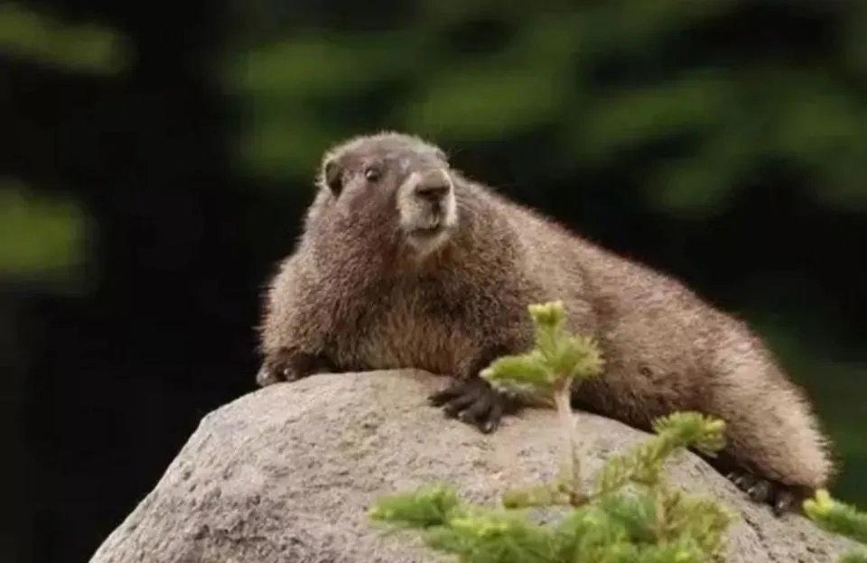 内蒙古发现3个鼠疫疫点,当地人应做好哪些防护措施?