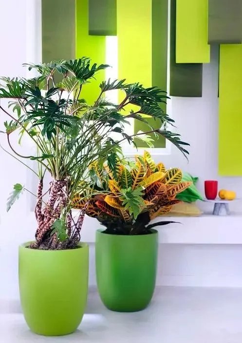 用室内植物搭配家居环境，让“清凉绿意”暴走！