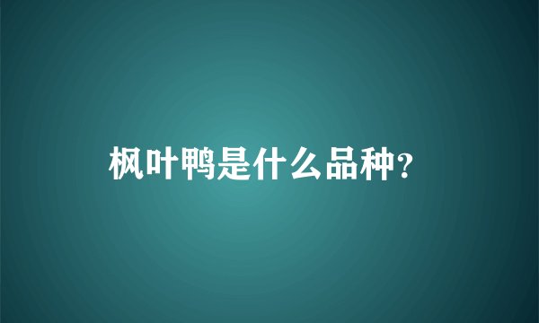 枫叶鸭是什么品种？