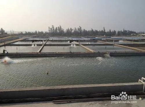 如何投资海产品养殖