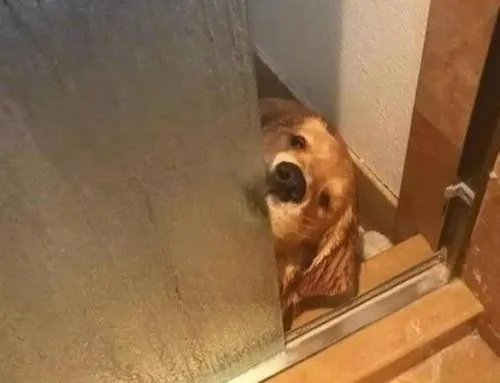 狗狗可以有多粘人？