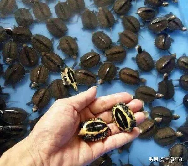 有没有什么便宜的乌龟适合在鱼缸里养的？不用晒台什么的？