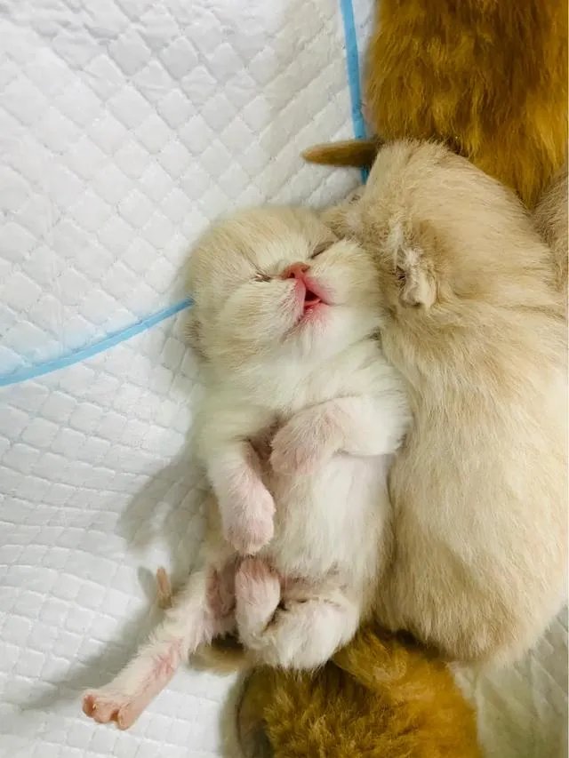 第一次养猫,是加菲猫,还是幼猫,请问有什么注意事项吗,详细一点,还是学生东西尽量平价一点谢谢啦?