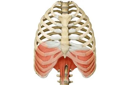 胸腔和腹腔示意图