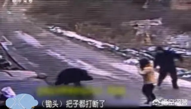 如何看待陕西安康野猪咬死一人伤一人，被击毙这件事？