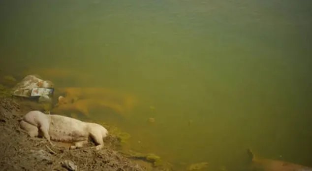 触目惊心！黄河大堤内哪来这么多死猪？