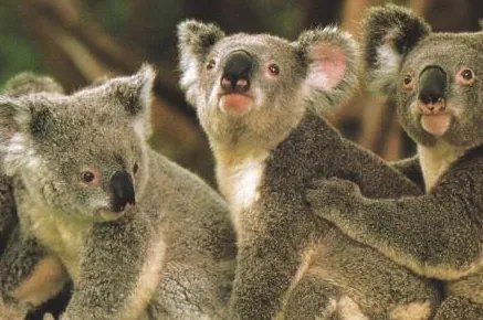 哪个动物是澳大利亚的国宝？树袋熊和考拉是一样的吗？