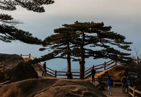 黄山奇松十大名松是什么？