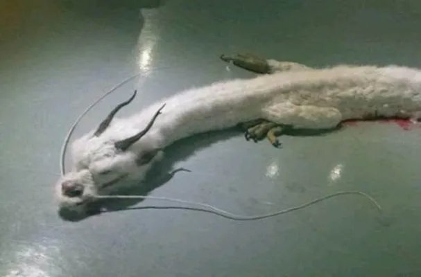 震惊!村民修路竟挖出千年真龙!（图）