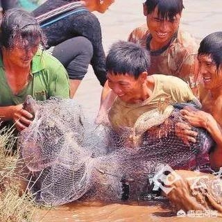 云南神鱼节投放的鱼是政府采购的吗？